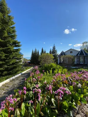 Реальные фото Флагман Листвянка